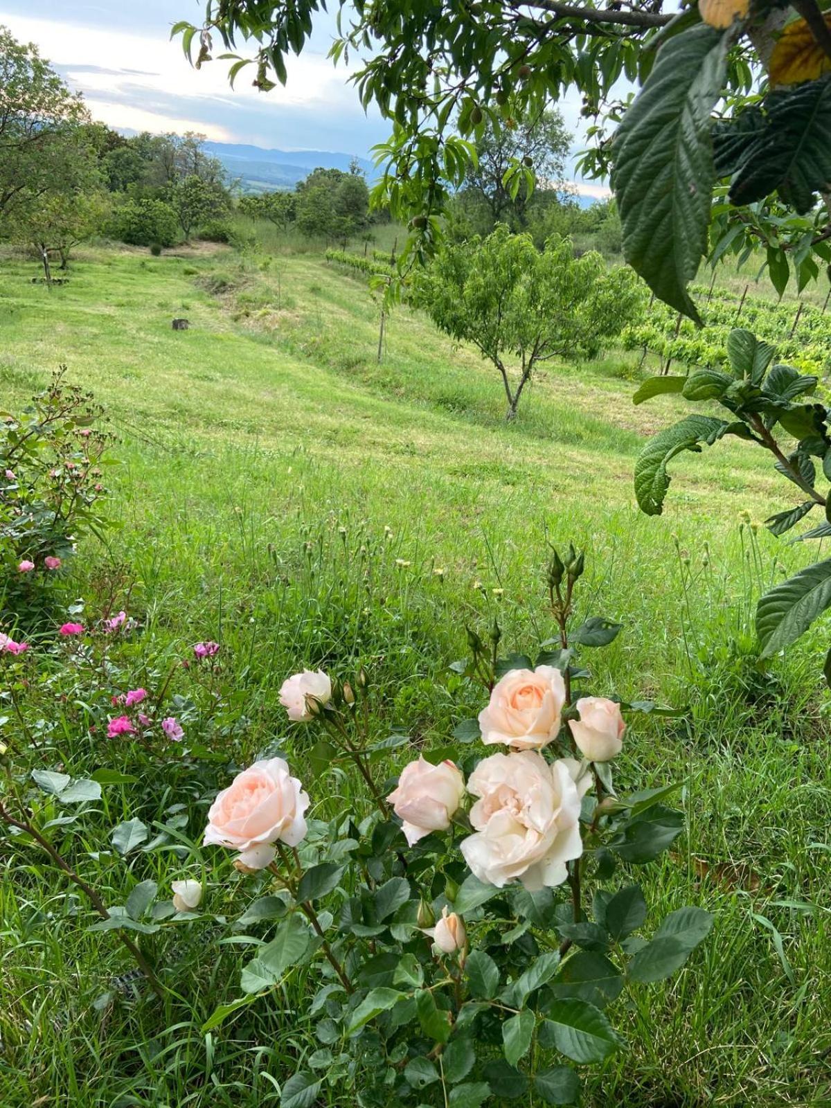 Tenuta Le Mandorlaie, Agriturismo In Scansano Luaran gambar