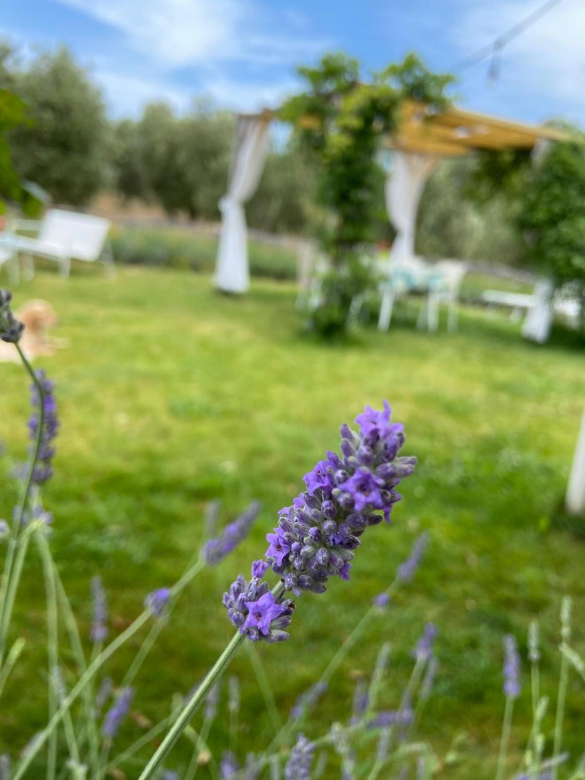 Tenuta Le Mandorlaie, Agriturismo In Scansano Luaran gambar