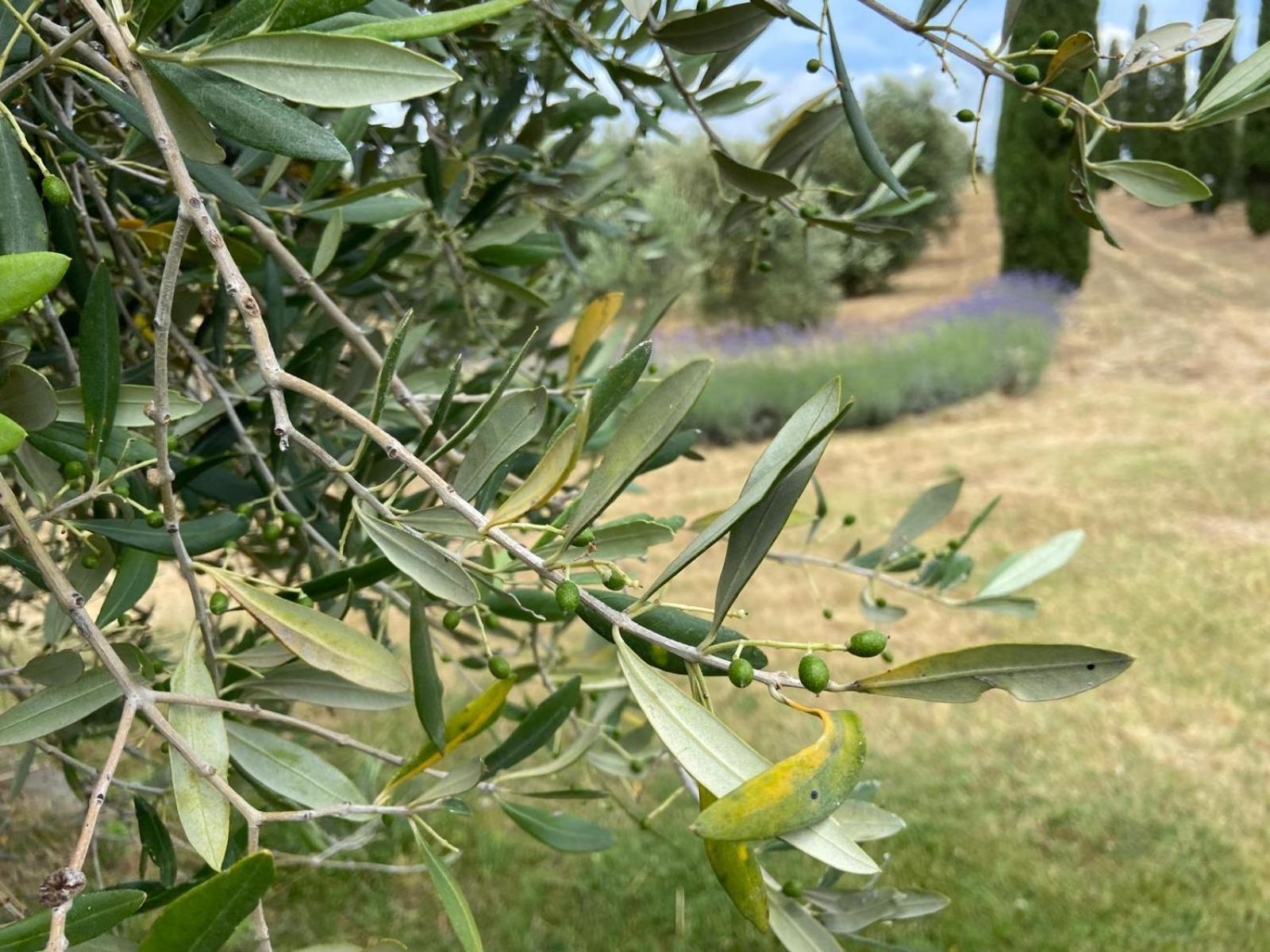 Tenuta Le Mandorlaie, Agriturismo In Scansano Luaran gambar