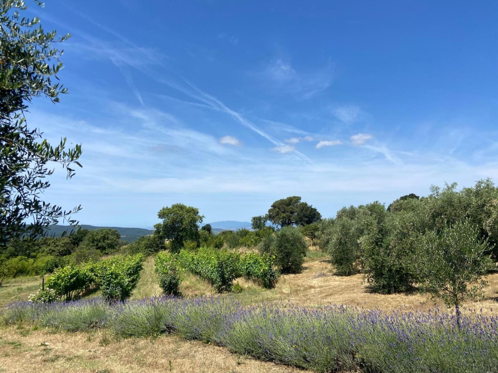 Tenuta Le Mandorlaie, Agriturismo In Scansano Luaran gambar