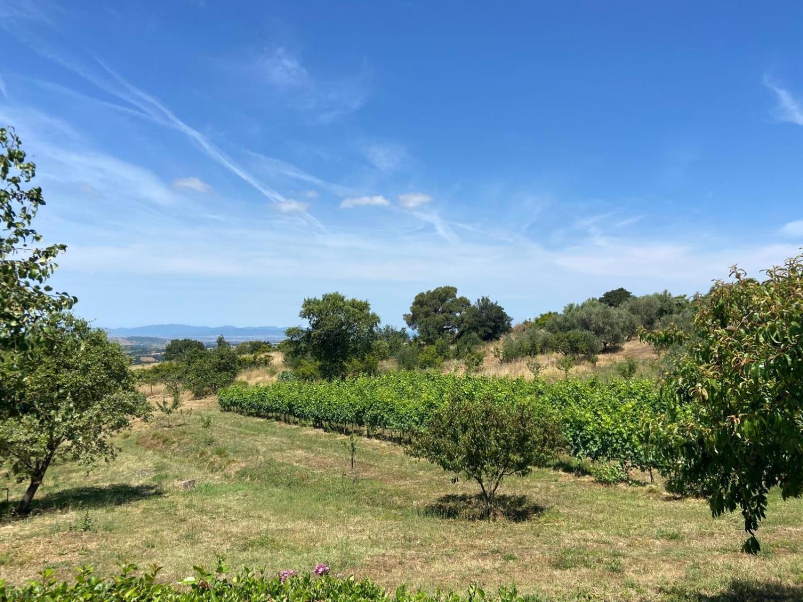 Tenuta Le Mandorlaie, Agriturismo In Scansano Luaran gambar